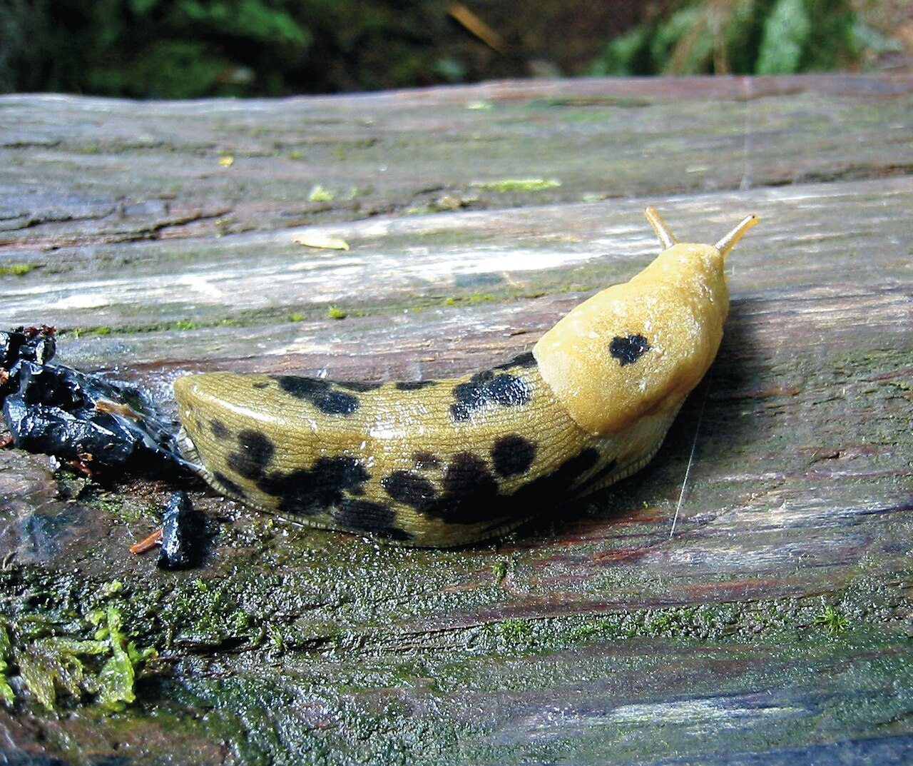 Pacific Banana Slug