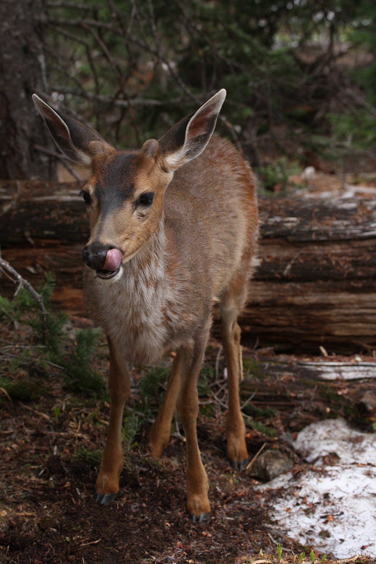 Black-tailed Deer