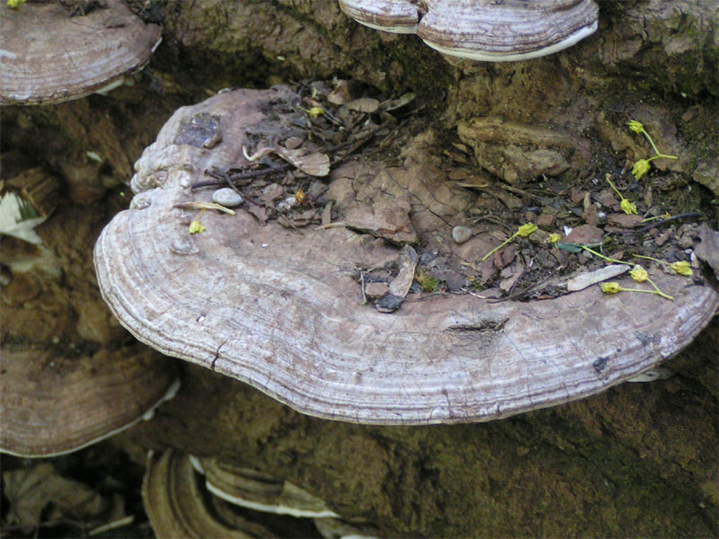 Bracket Fungi