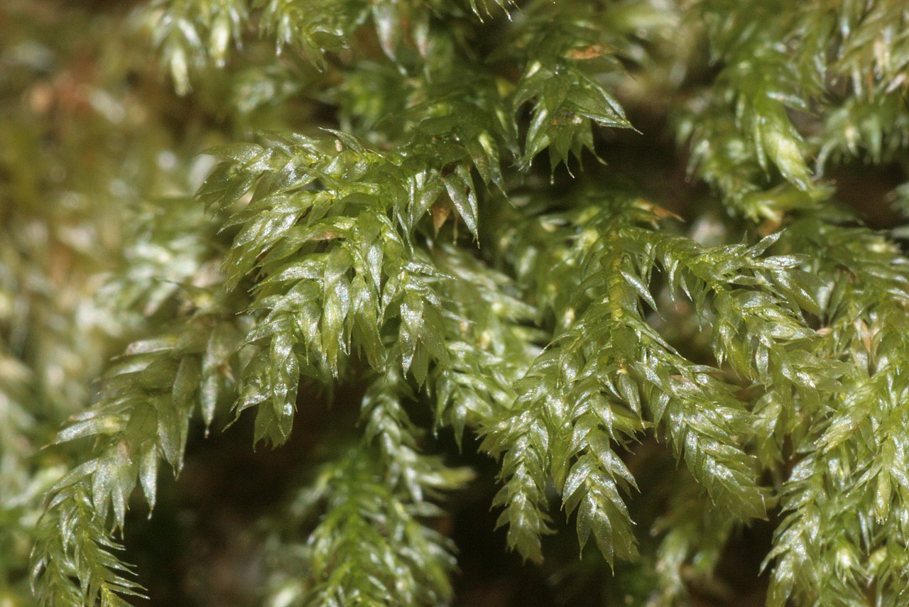 Cat-tail Moss
