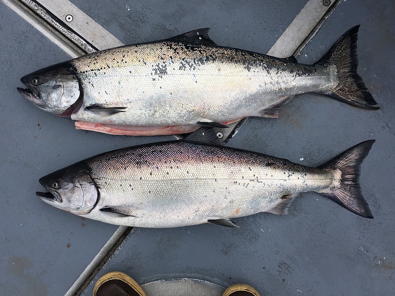 Chinook Salmon