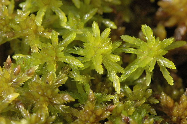 Cloud-forest Mosses