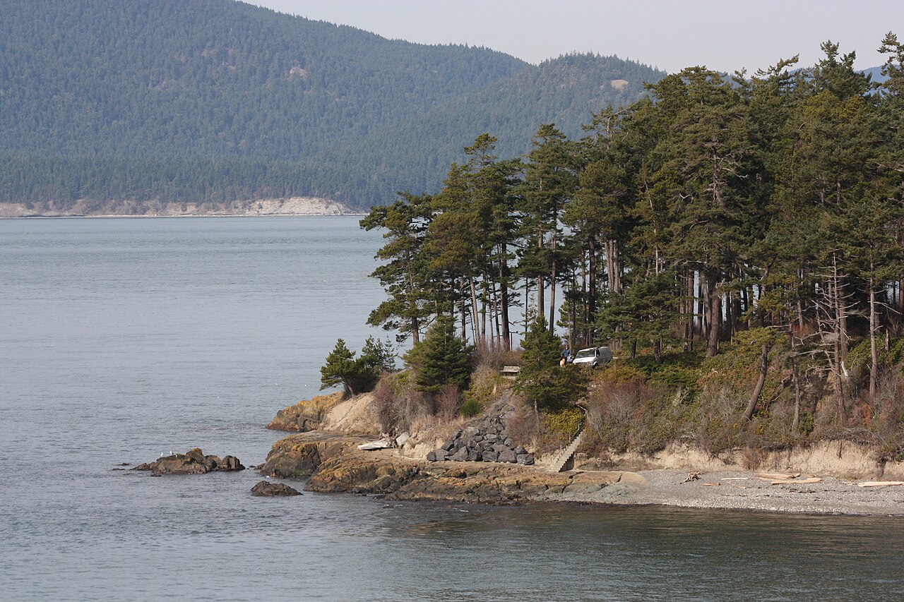 Coast Douglas-fir