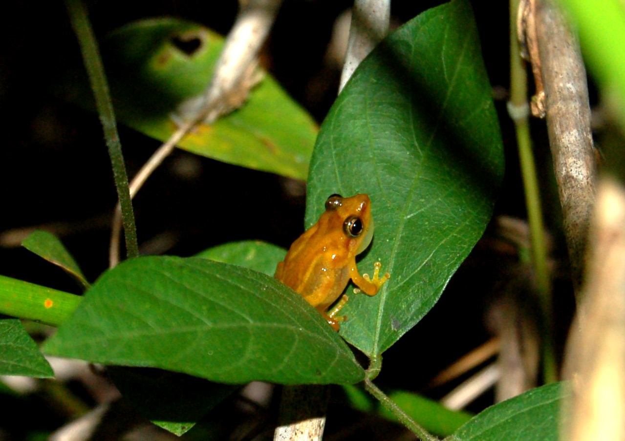 Coquí Llanero