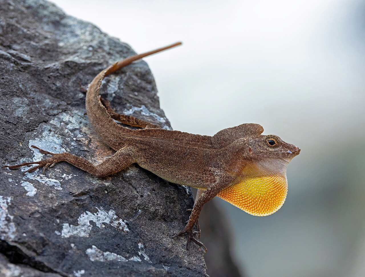 Puerto Rican Crested Anole