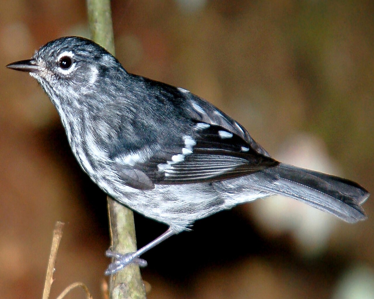 Elfin-woods Warbler