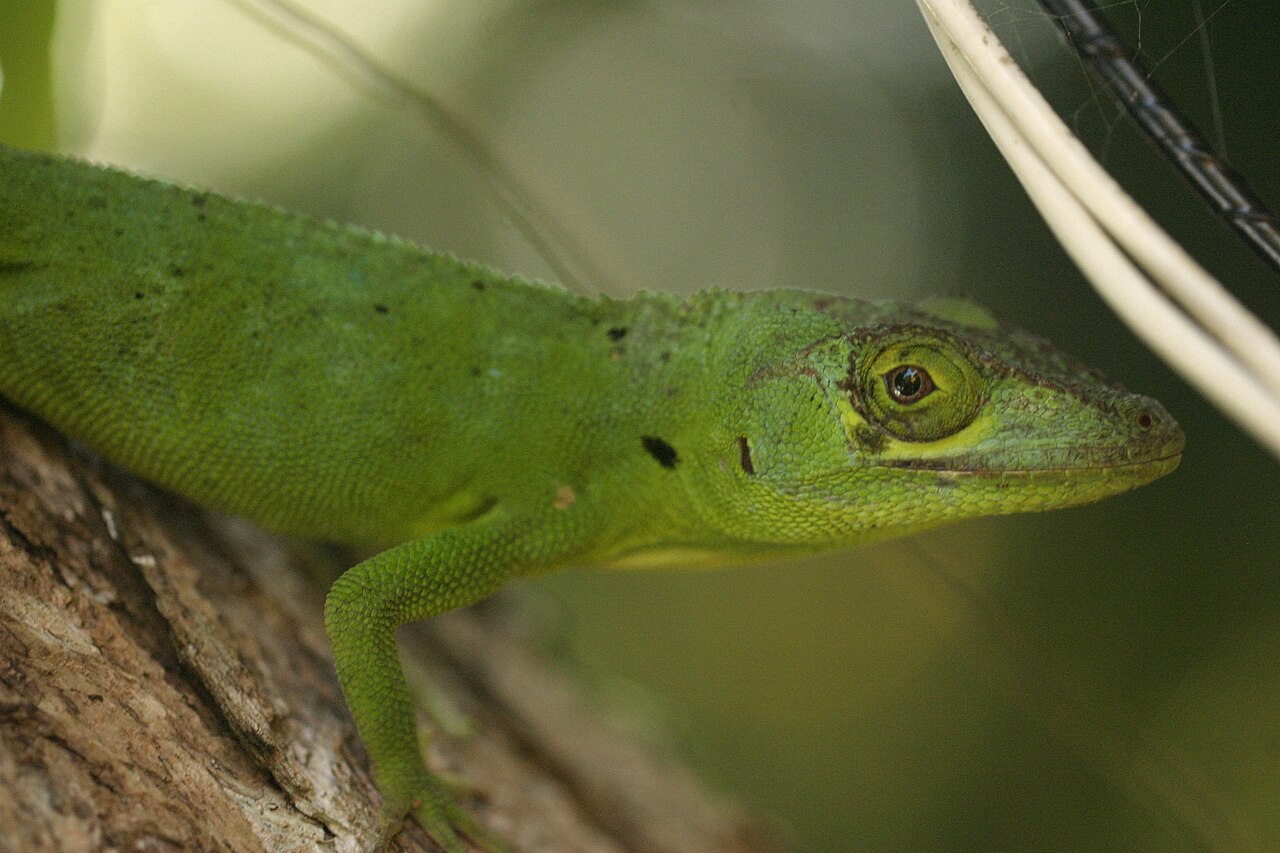 Puerto Rican Giant Anole