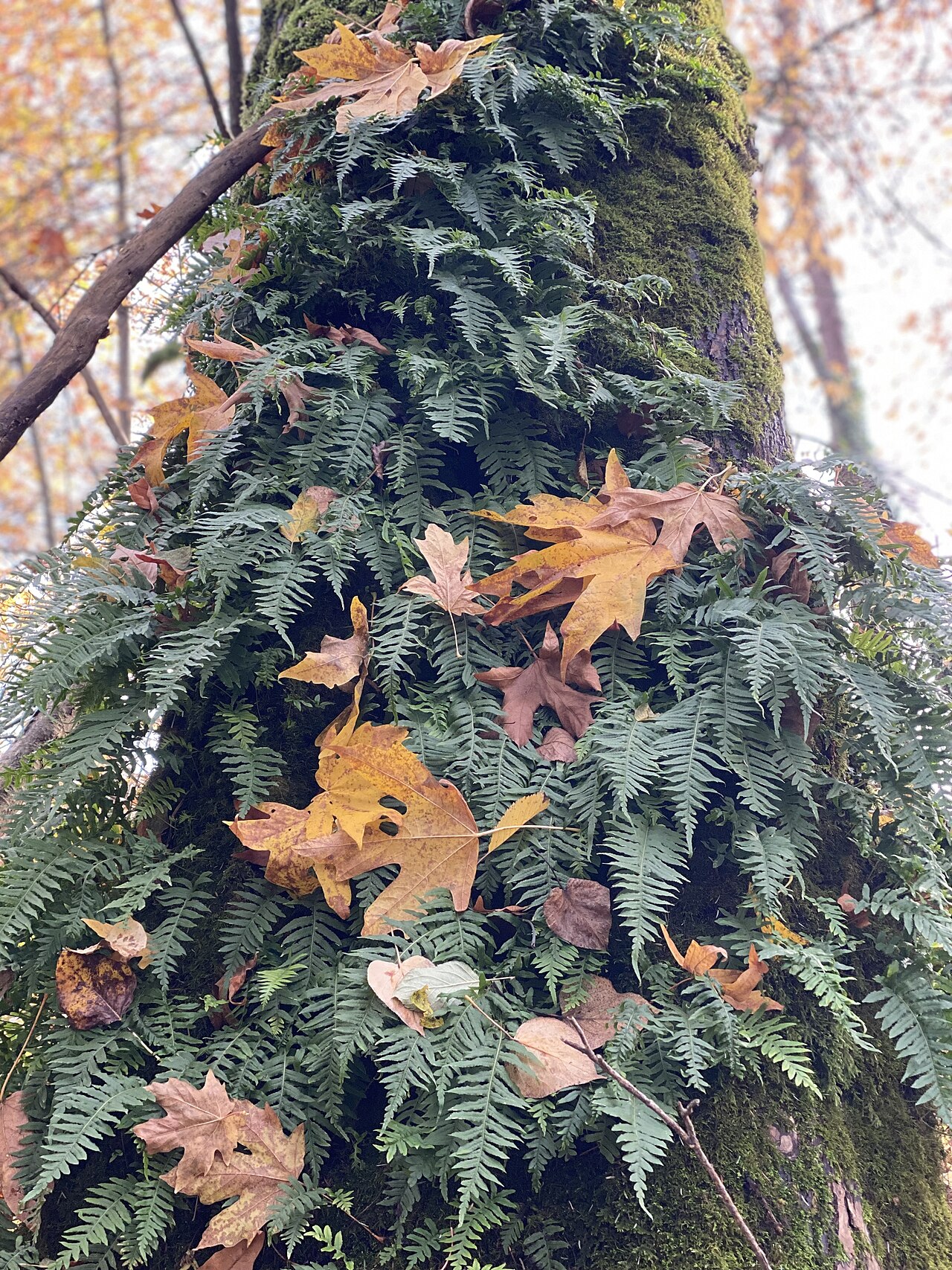 Licorice Fern