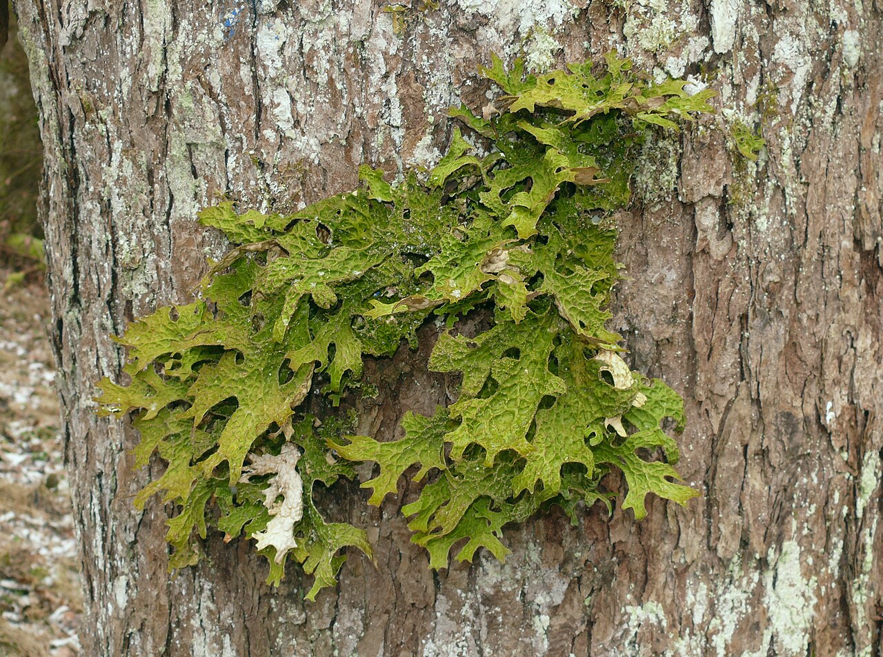 Lungwort Lichen