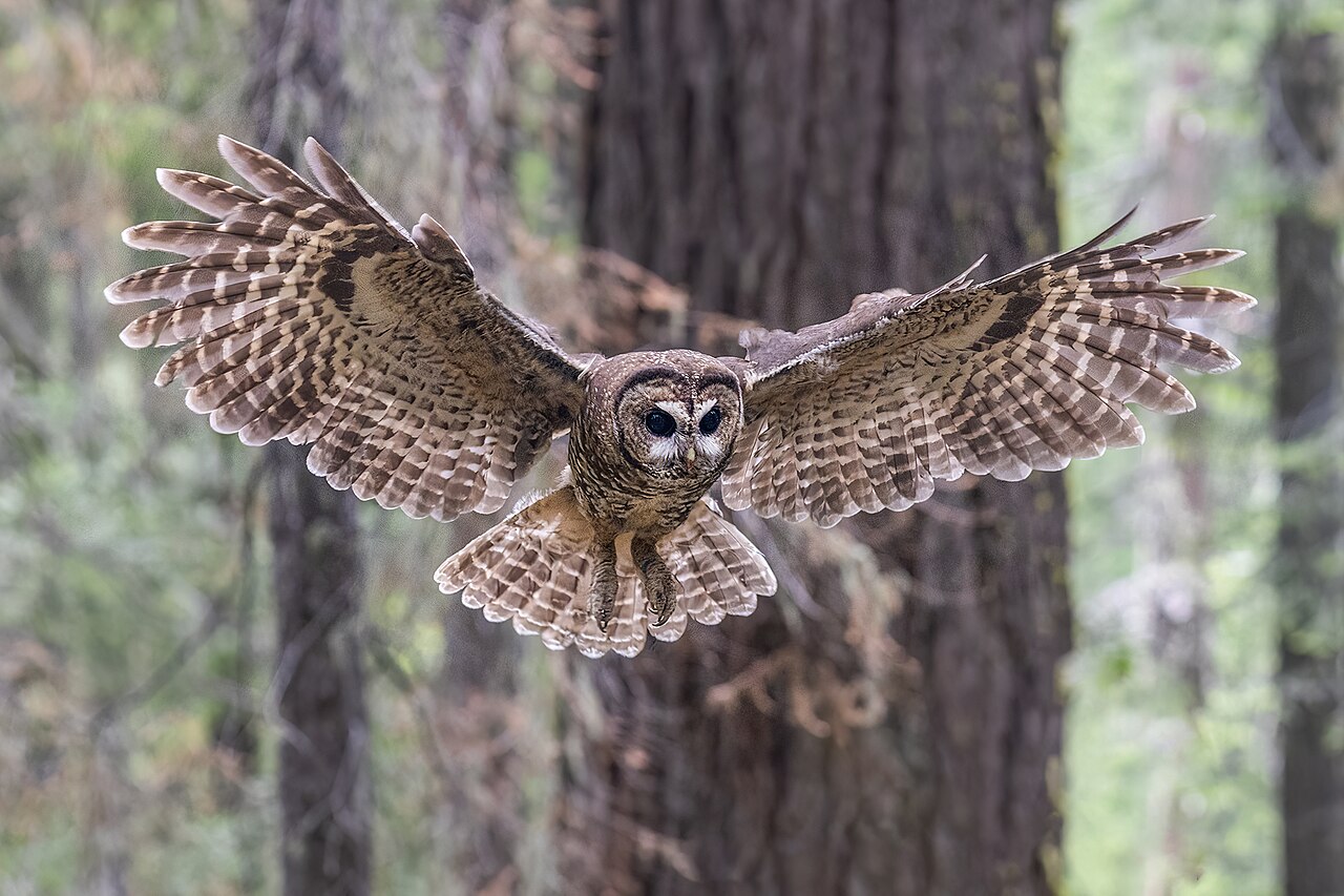 Northern Spotted Owl