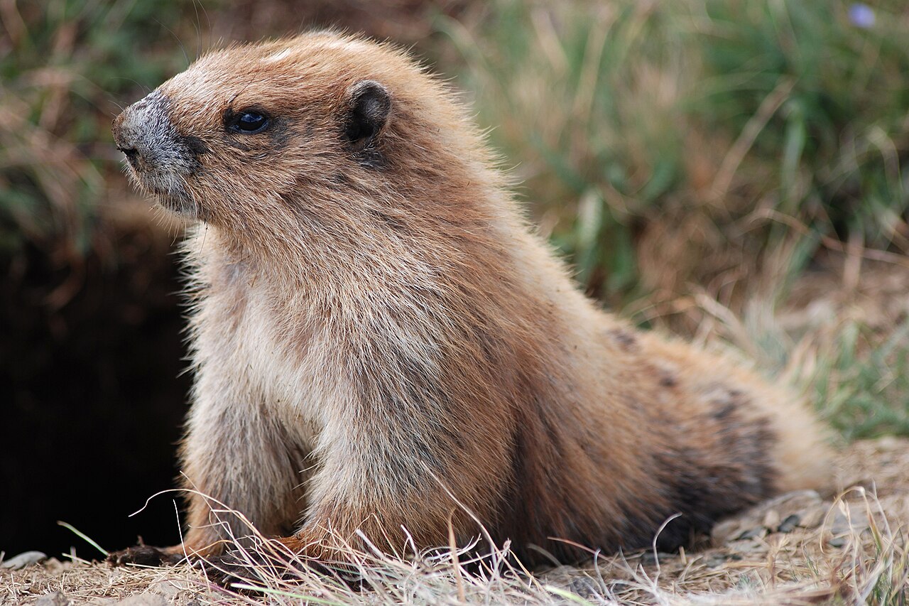 Olympic marmot standing in a mountain meadow