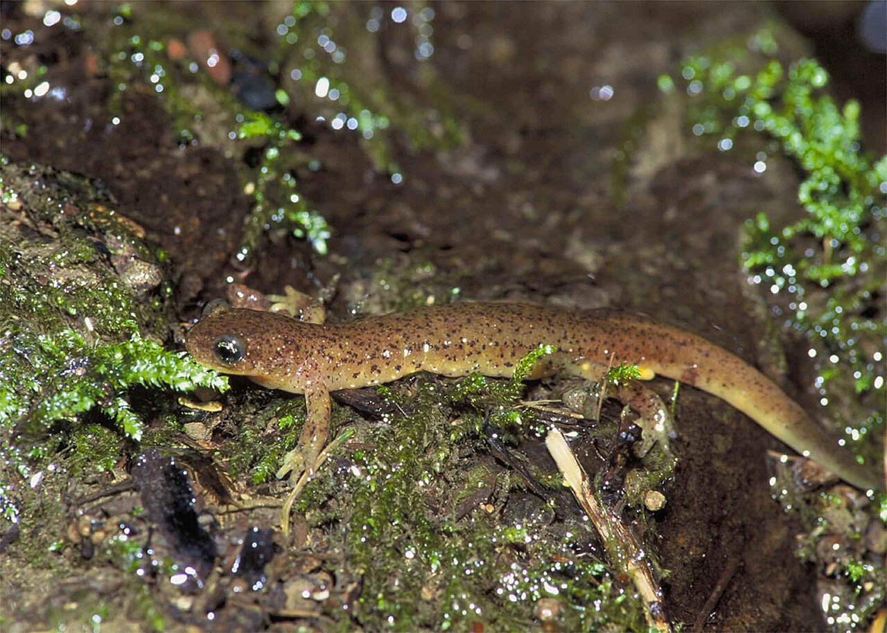 Olympic Torrent Salamander