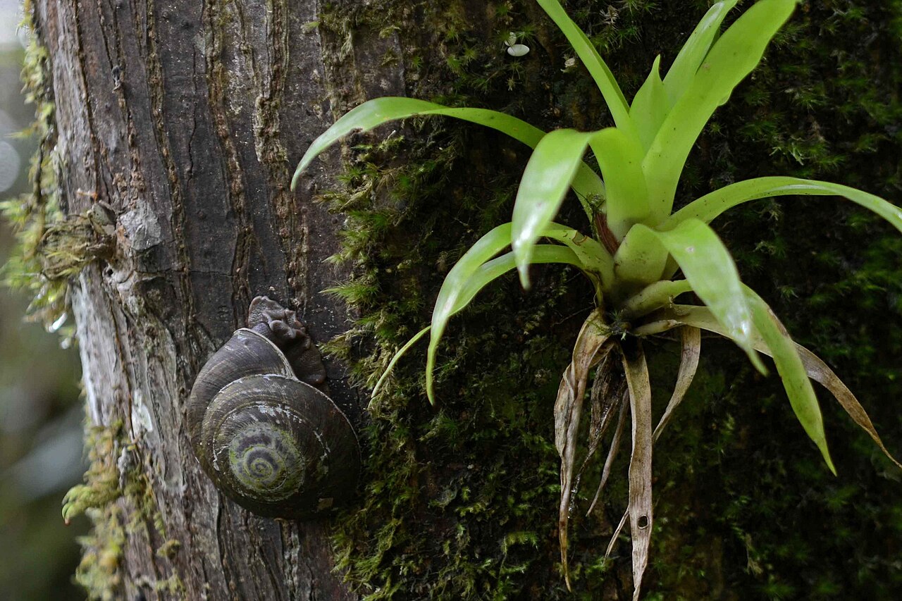 Puerto Rican Land Snail