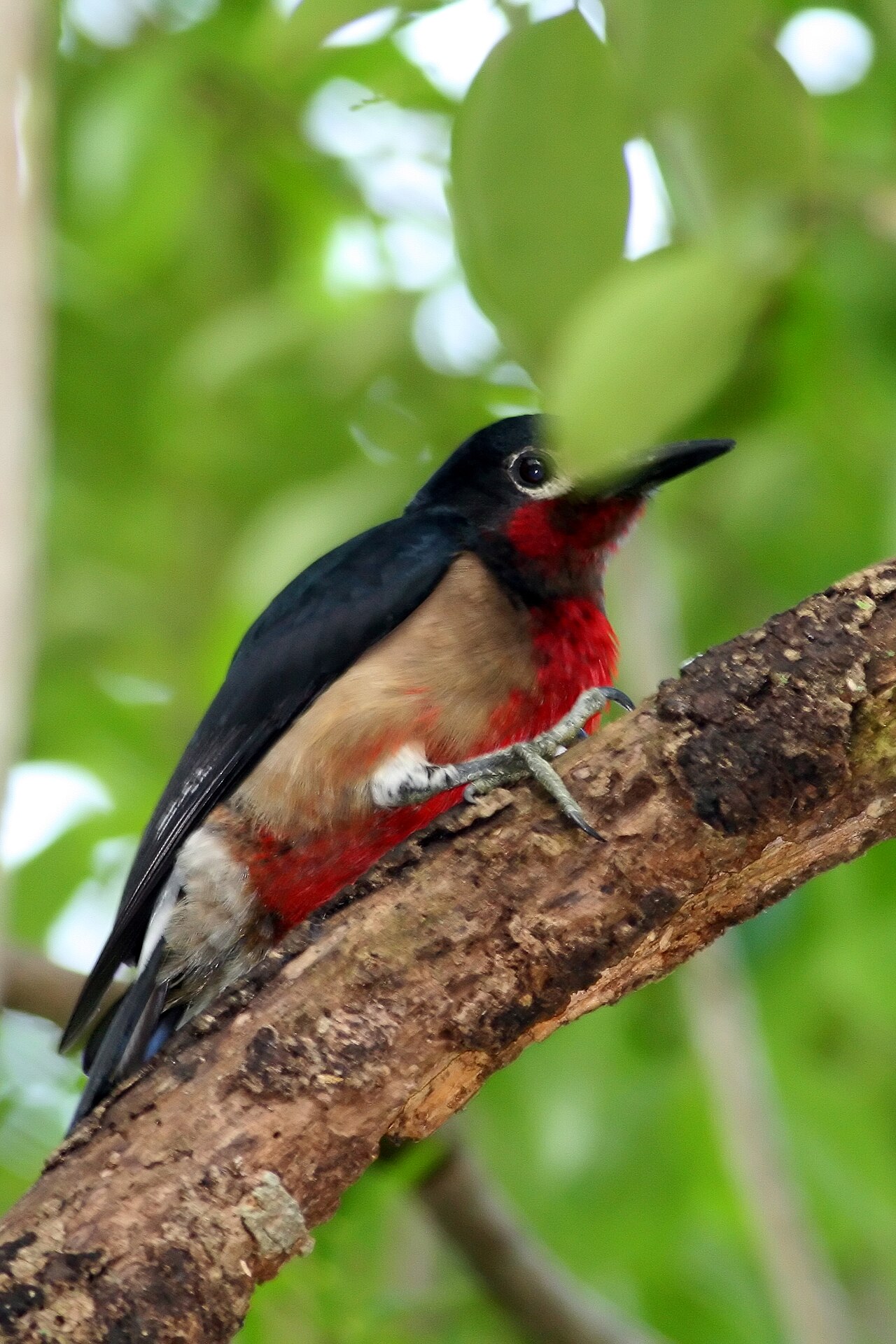 Puerto Rican Woodpecker