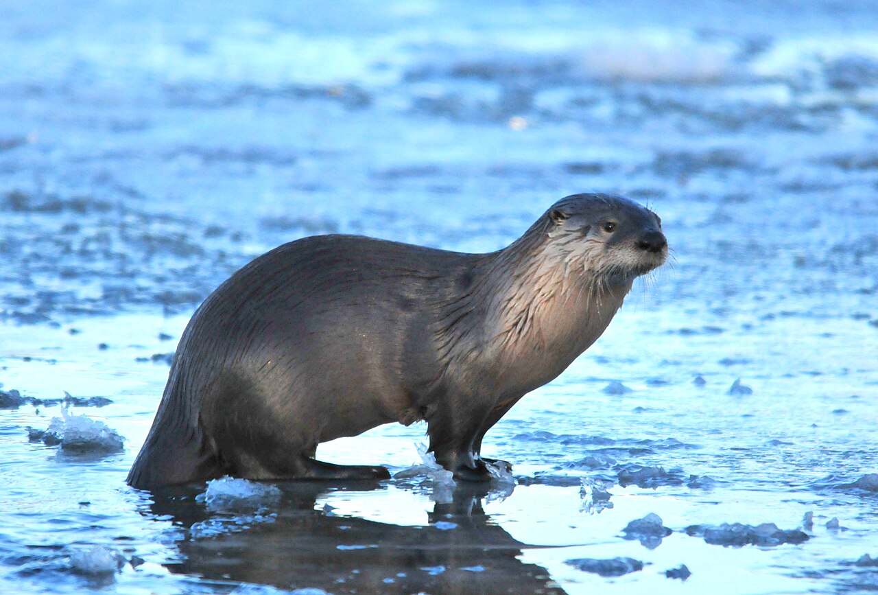River Otter