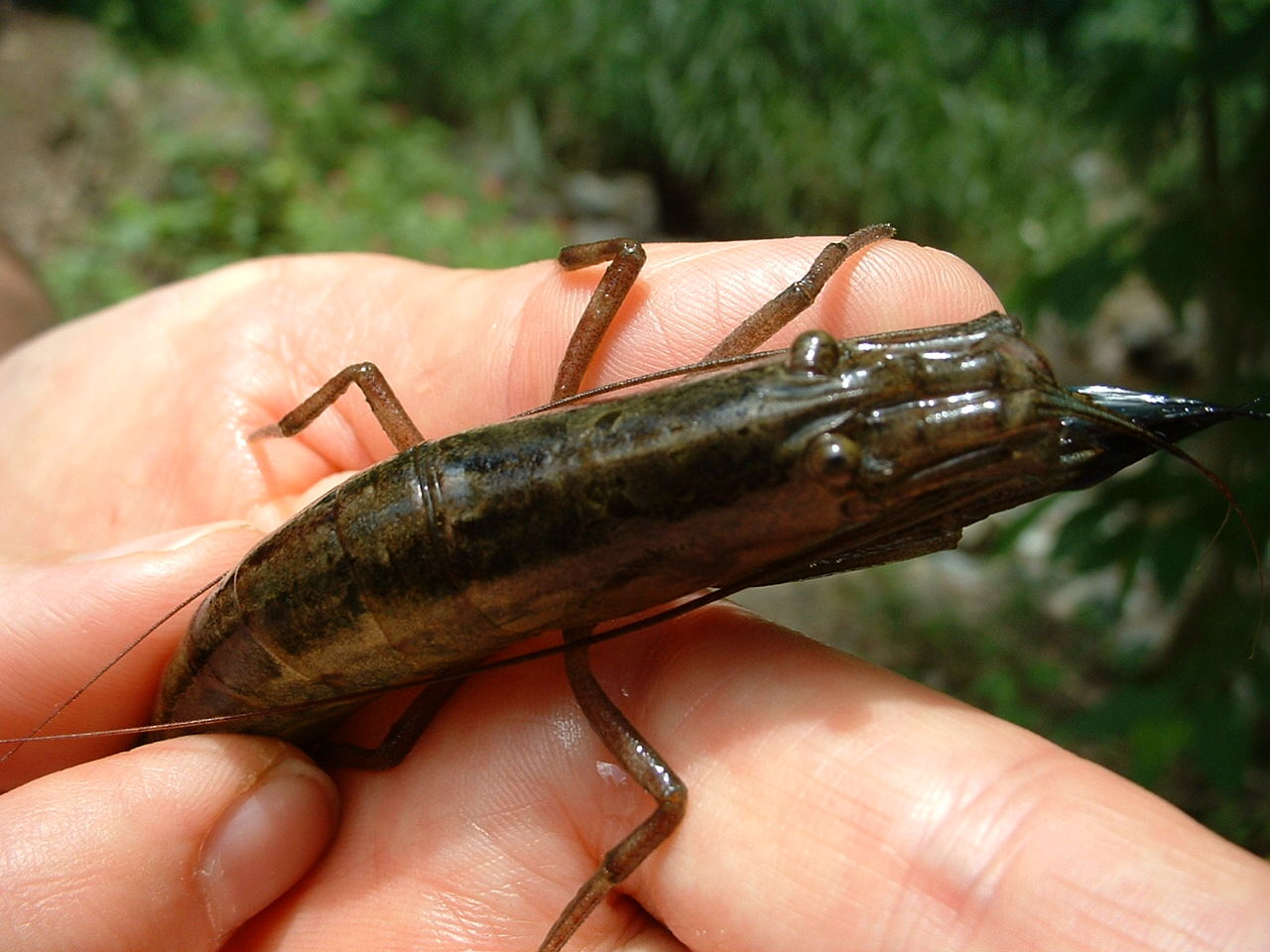 Freshwater River Shrimp