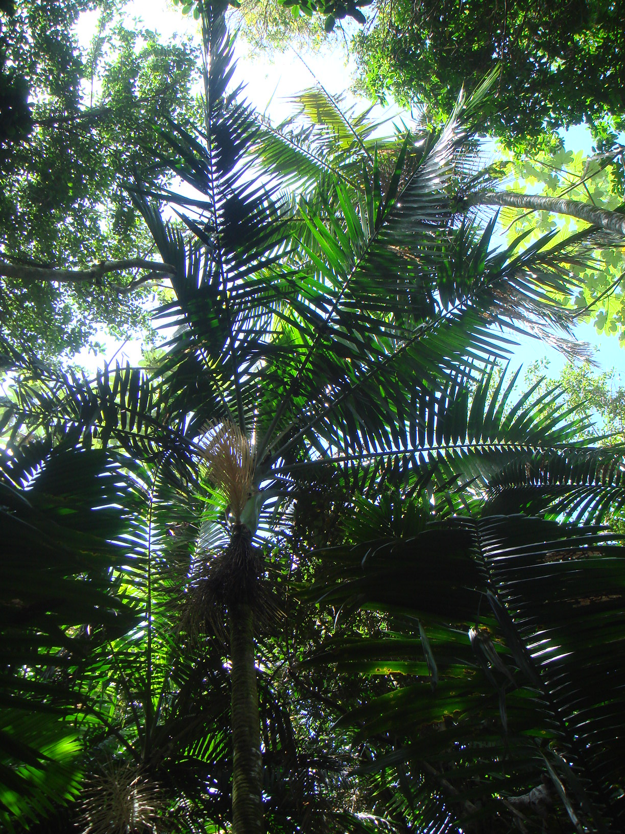 Sierra Palm