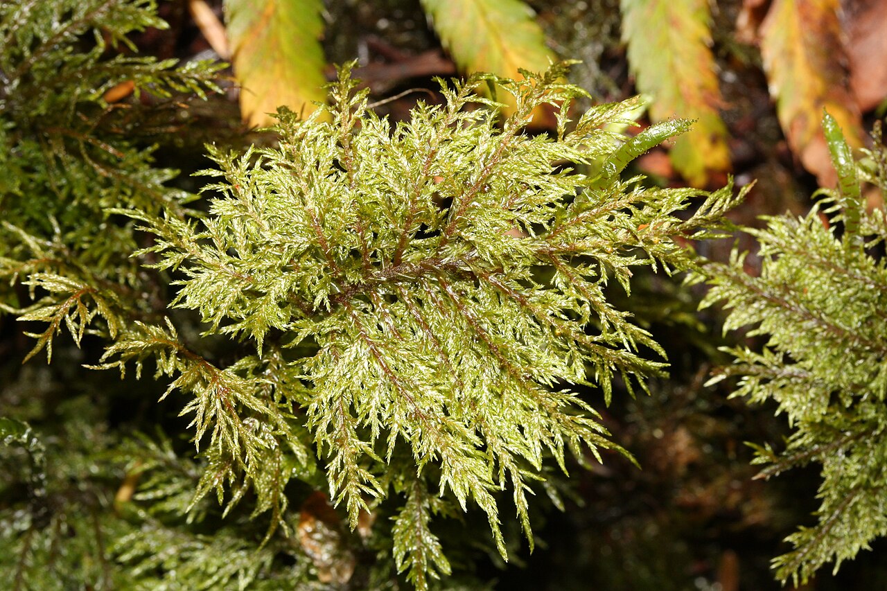 Stair-step Moss