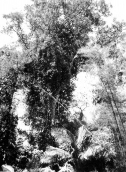 Tabonuco