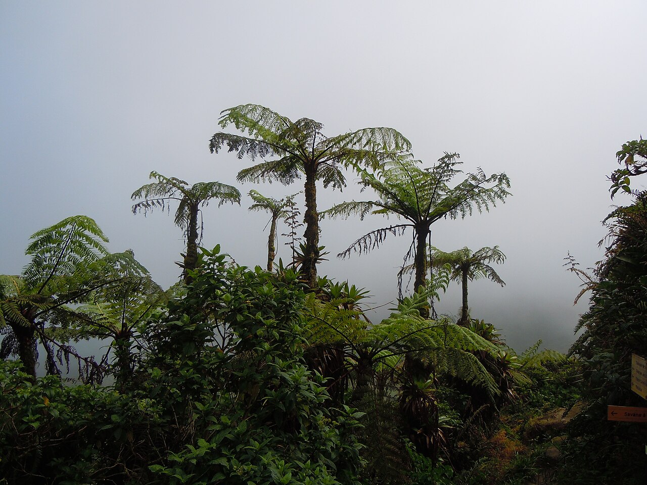 Tree Fern