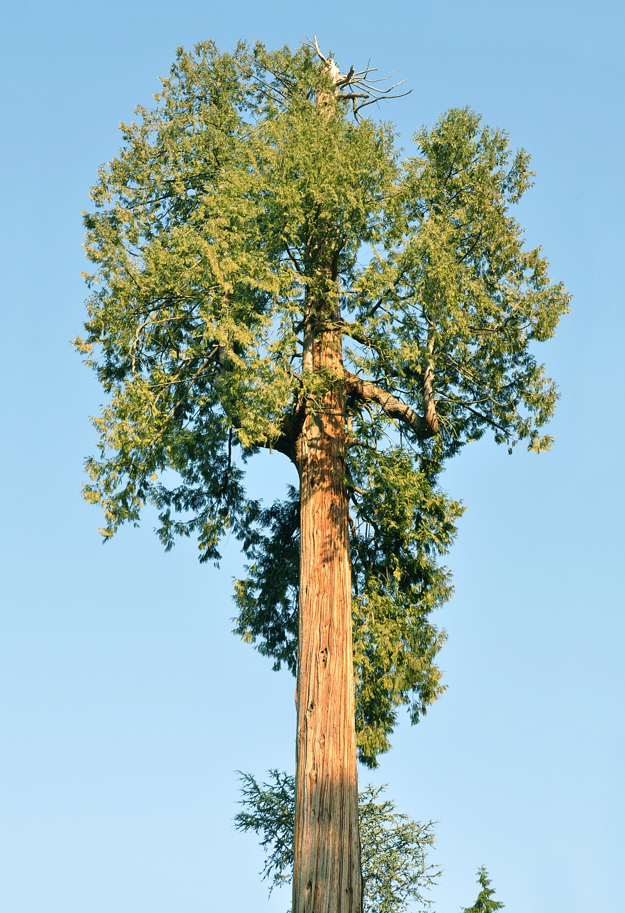 Western Redcedar