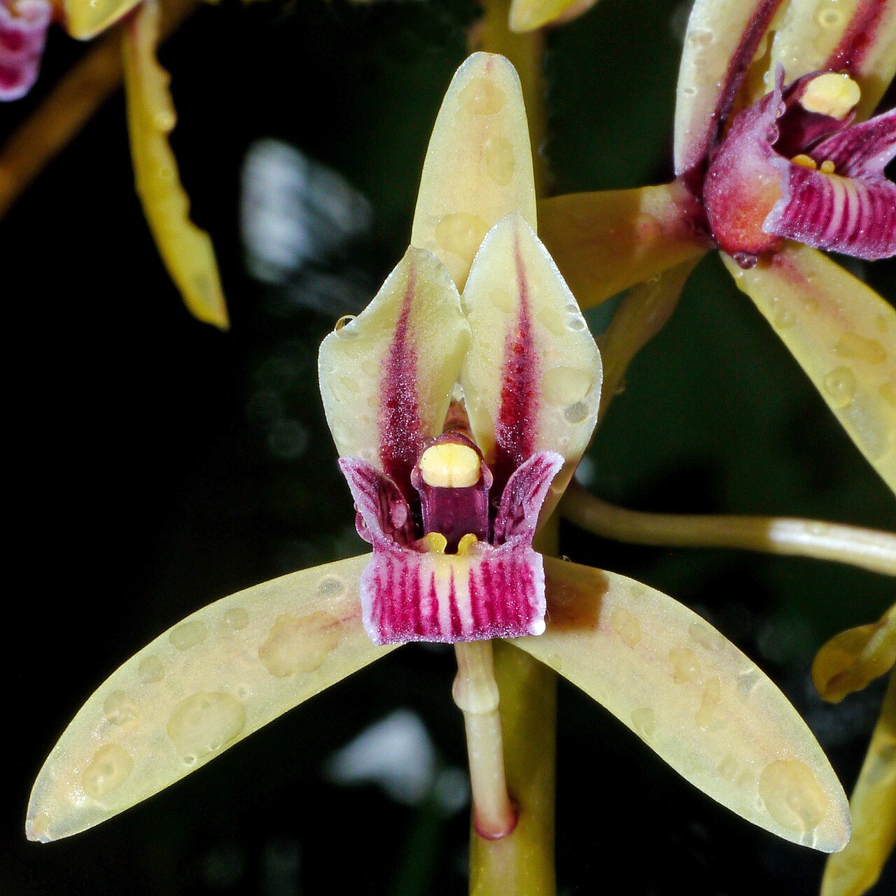 Wild Orchids