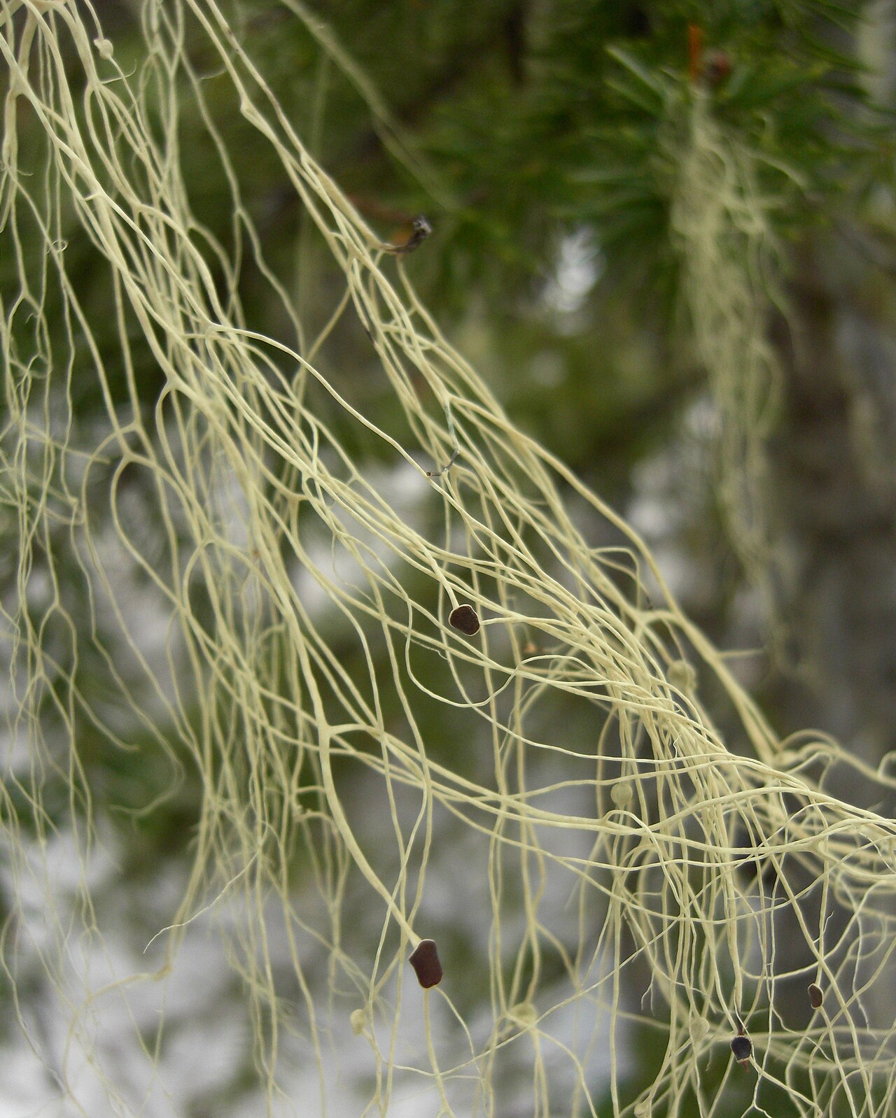 Witch's Hair Lichen